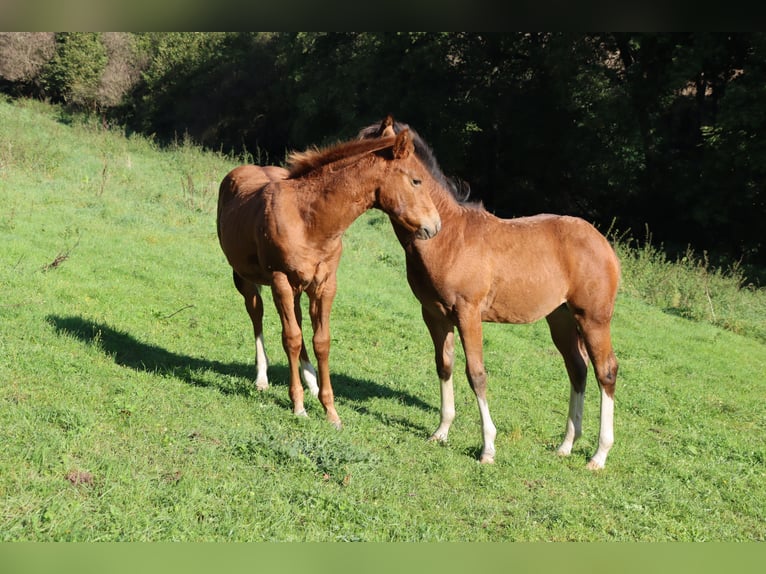 American Quarter Horse Klacz 1 Rok Gniada in Neuwied