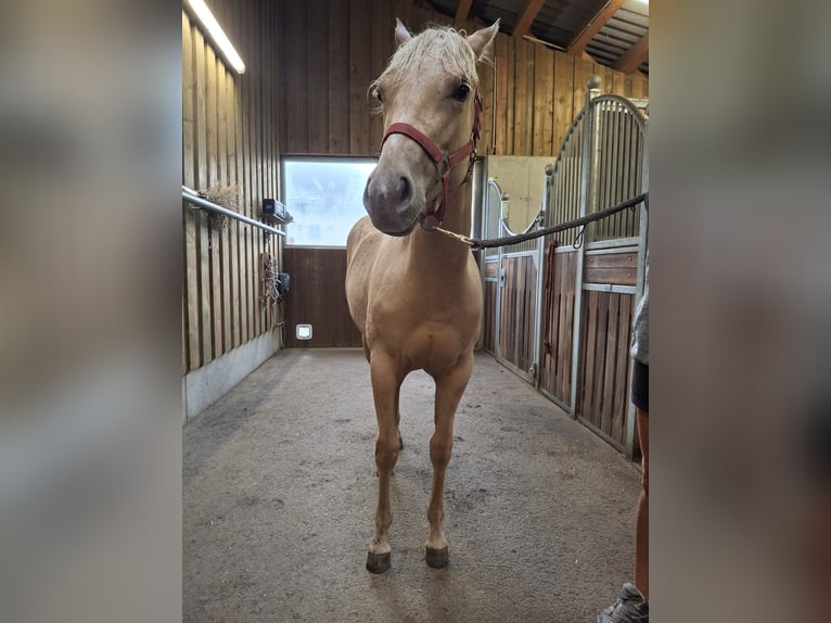 American Quarter Horse Klacz 1 Rok Izabelowata in Steinach am Brenner