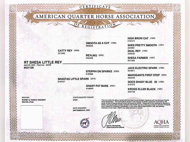 American Quarter Horse Klacz 1 Rok Izabelowata in Norco