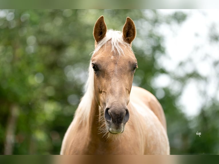 American Quarter Horse Klacz 1 Rok Izabelowata in Grobbendonk
