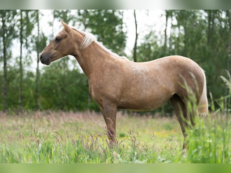American Quarter Horse Klacz 1 Rok Izabelowata in Grobbendonk
