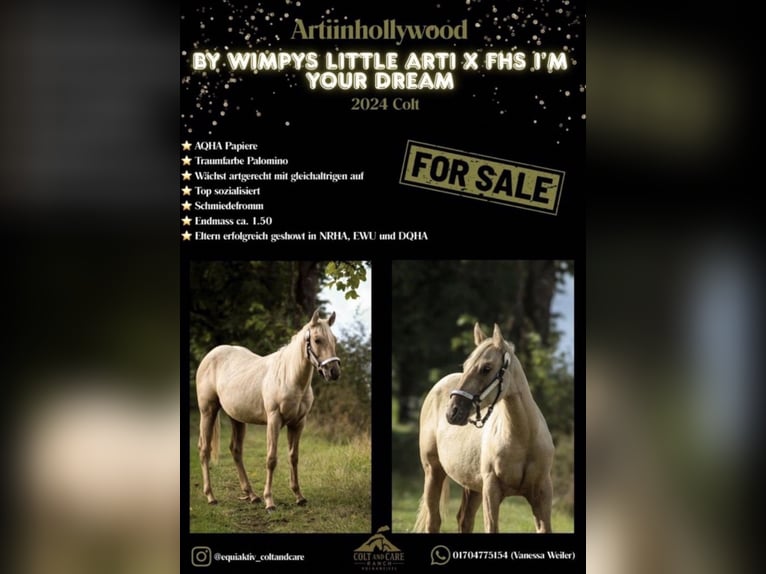 American Quarter Horse Klacz 1 Rok Izabelowata in Mehren