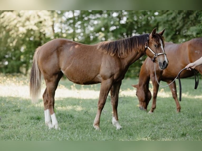 American Quarter Horse Klacz 1 Rok Kasztanowata in Lentilly