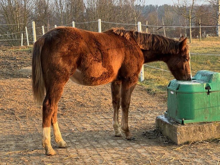 American Quarter Horse Klacz 1 Rok Kasztanowata in Mooslargue
