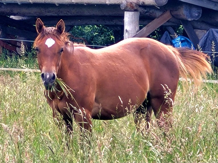 American Quarter Horse Klacz 1 Rok Kasztanowata in Pleystein  Lohma 11