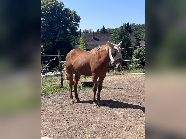 American Quarter Horse Klacz 1 Rok Kasztanowata in Radevormwald