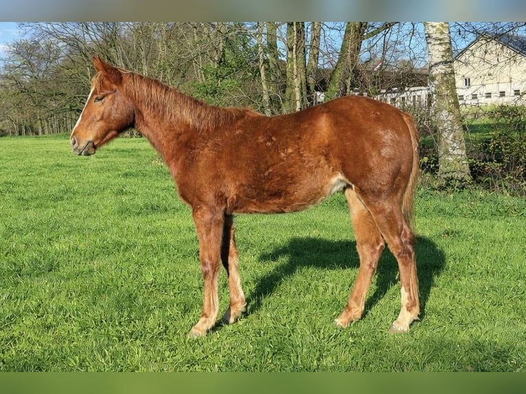 American Quarter Horse Klacz 1 Rok Kasztanowata in Laubach