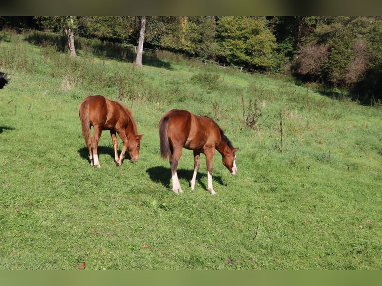 American Quarter Horse Klacz 1 Rok Kasztanowata in Neuwied