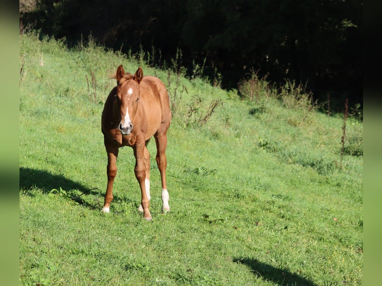 American Quarter Horse Klacz 1 Rok Kasztanowata in Neuwied