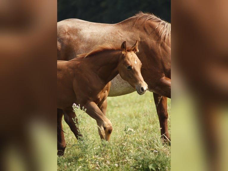 American Quarter Horse Klacz 1 Rok Kasztanowata in Helmenzen