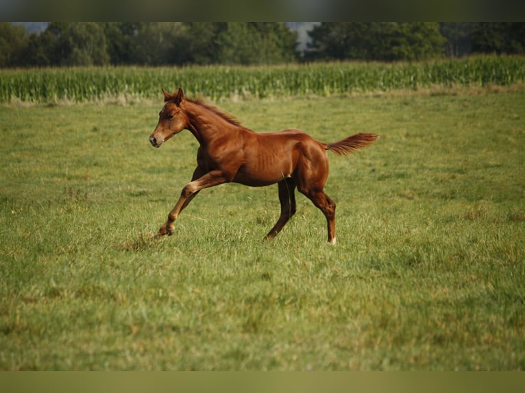 American Quarter Horse Klacz 1 Rok Kasztanowata in Helmenzen