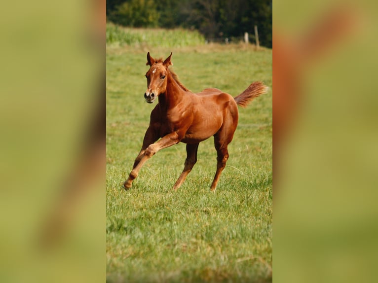 American Quarter Horse Klacz 1 Rok Kasztanowata in Helmenzen