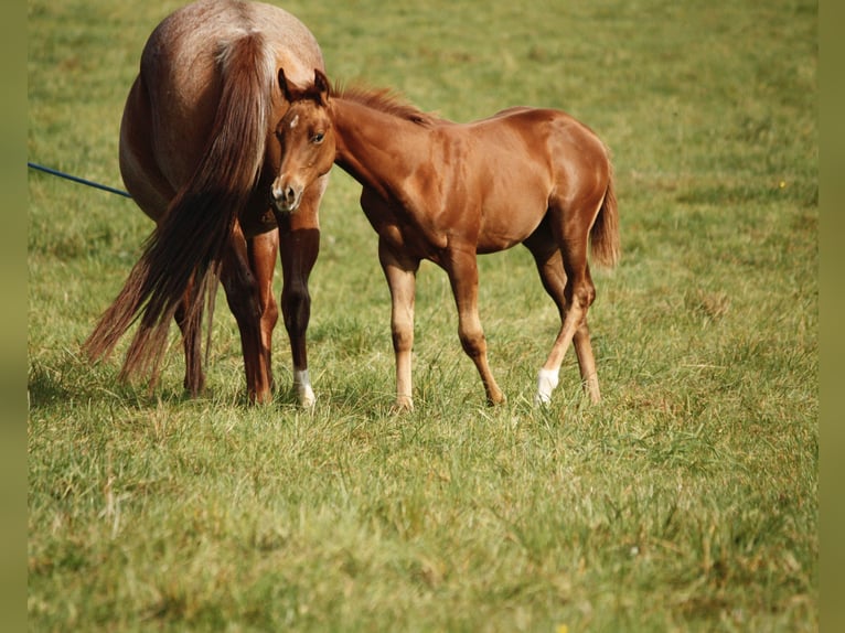 American Quarter Horse Klacz 1 Rok Kasztanowata in Helmenzen