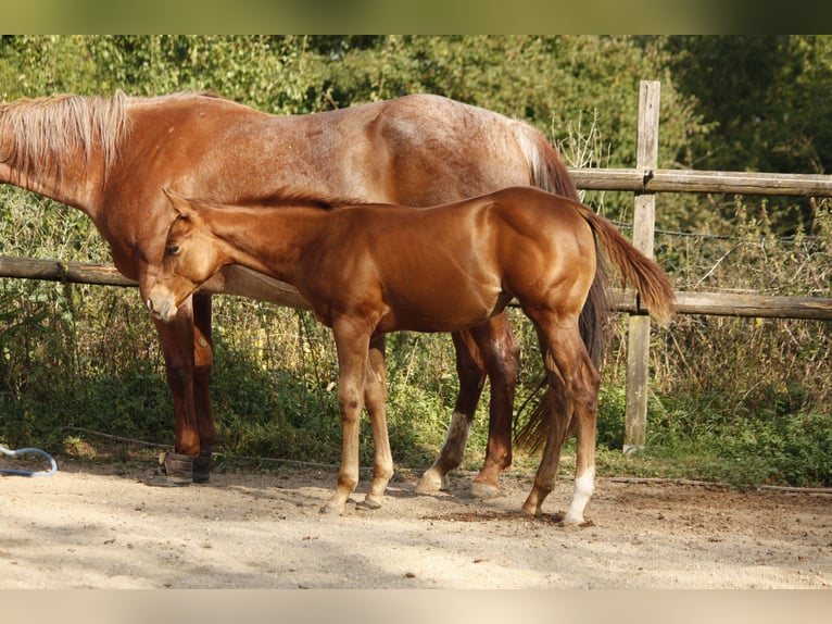 American Quarter Horse Klacz 1 Rok Kasztanowata in Helmenzen