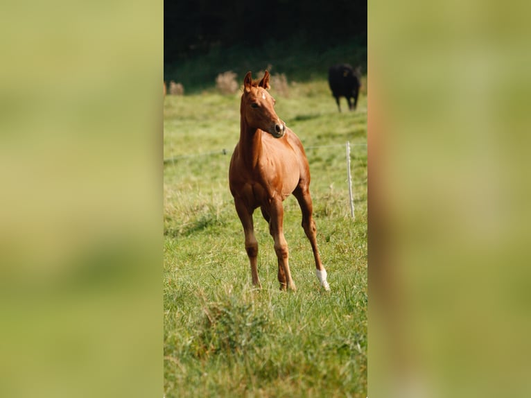 American Quarter Horse Klacz 1 Rok Kasztanowata in Helmenzen