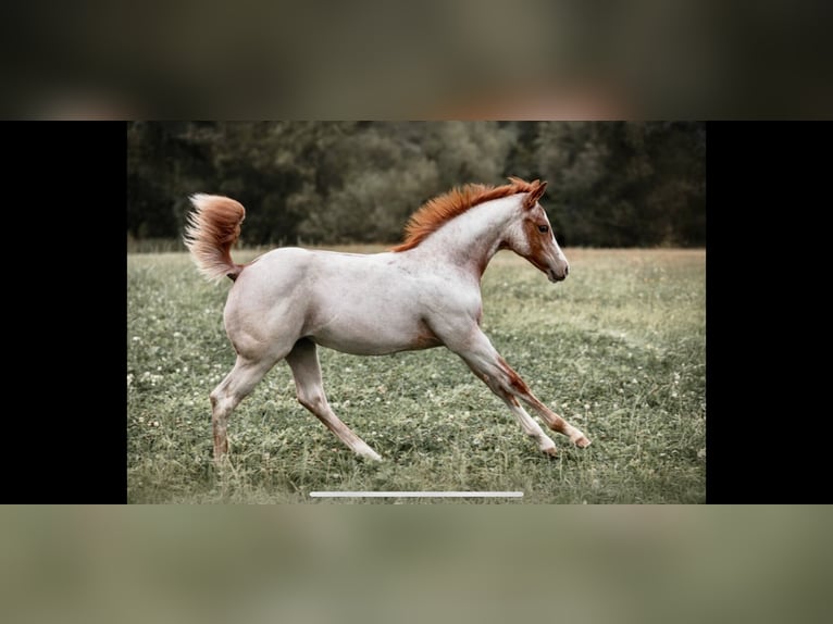 American Quarter Horse Klacz 1 Rok Kasztanowatodereszowata in Ascha