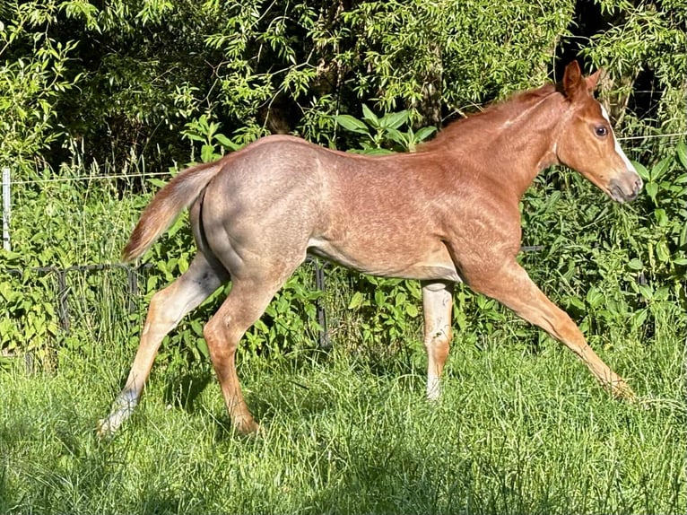 American Quarter Horse Klacz 1 Rok Kasztanowatodereszowata in Ascha