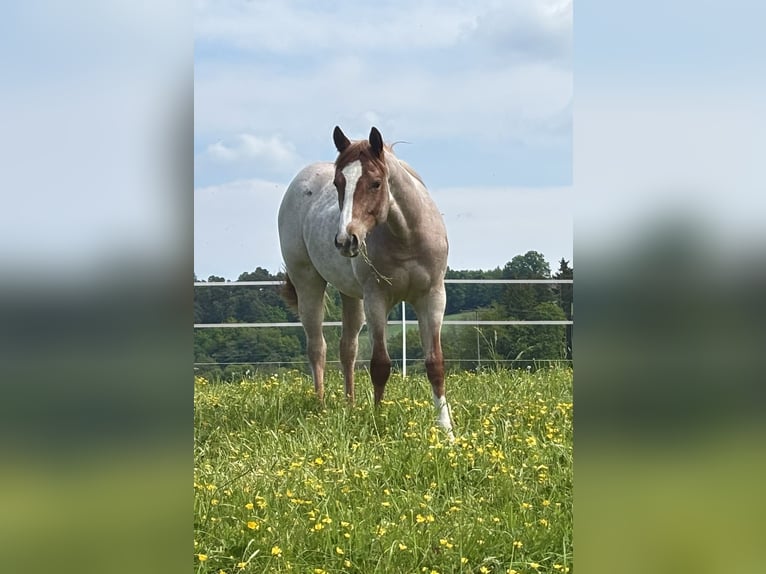 American Quarter Horse Klacz 1 Rok Kasztanowatodereszowata in Ascha