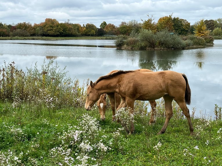 American Quarter Horse Klacz 1 Rok Szampańska in Burgheim