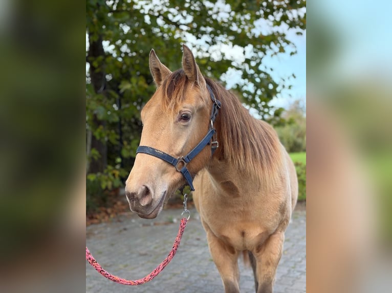 American Quarter Horse Klacz 1 Rok Szampańska in Lelystad