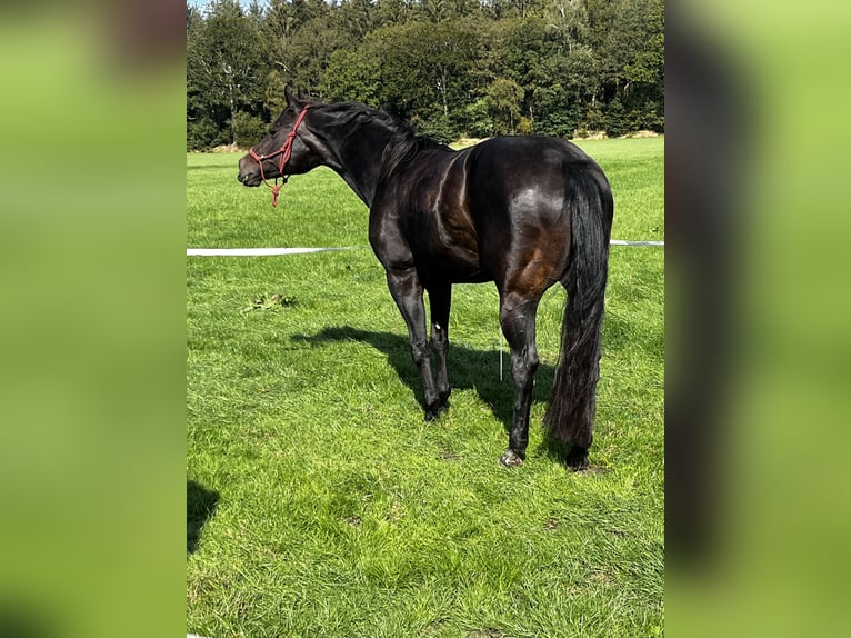 American Quarter Horse Klacz 20 lat 150 cm Ciemnogniada in Nieuw Beerta