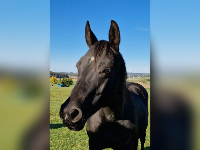 American Quarter Horse Klacz 20 lat 150 cm Kara in Mücke