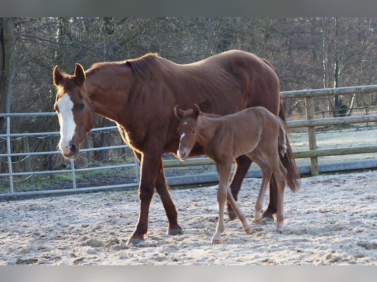 American Quarter Horse Klacz 20 lat 150 cm Kasztanowata in M&#xFC;hltal