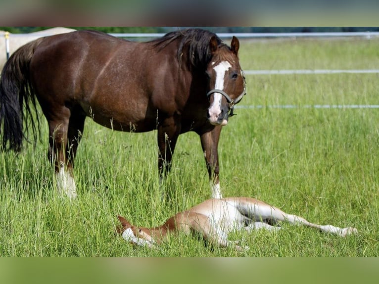 American Quarter Horse Klacz 20 lat 150 cm  in Alfeld (Leine)