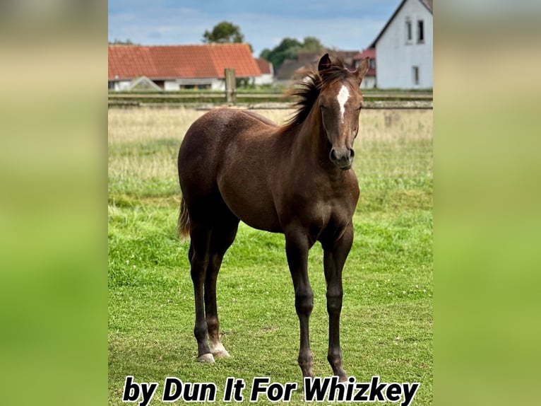 American Quarter Horse Klacz 21 lat 150 cm Gniada in Borgentreich