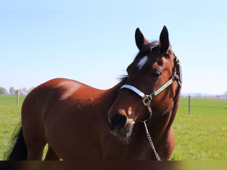 American Quarter Horse Klacz 21 lat 150 cm Gniada in Borgentreich