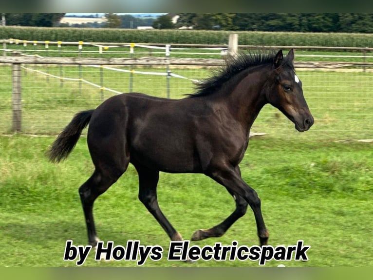 American Quarter Horse Klacz 21 lat 150 cm Gniada in Borgentreich