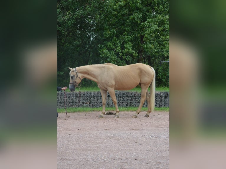 American Quarter Horse Klacz 21 lat 150 cm Izabelowata in Nohfelden