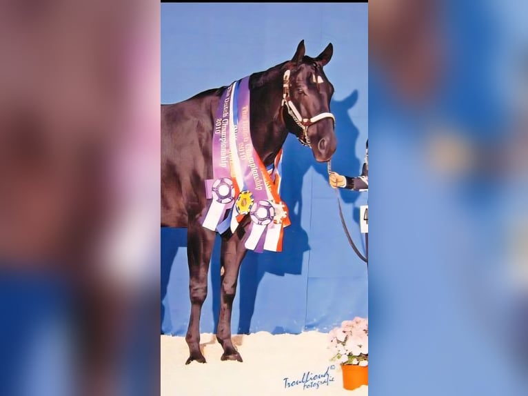 American Quarter Horse Klacz 21 lat 154 cm Kara in Echternacherbrück