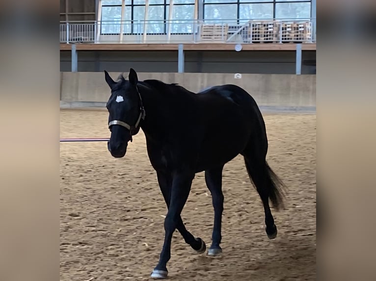 American Quarter Horse Klacz 21 lat 154 cm Kara in Echternacherbrück