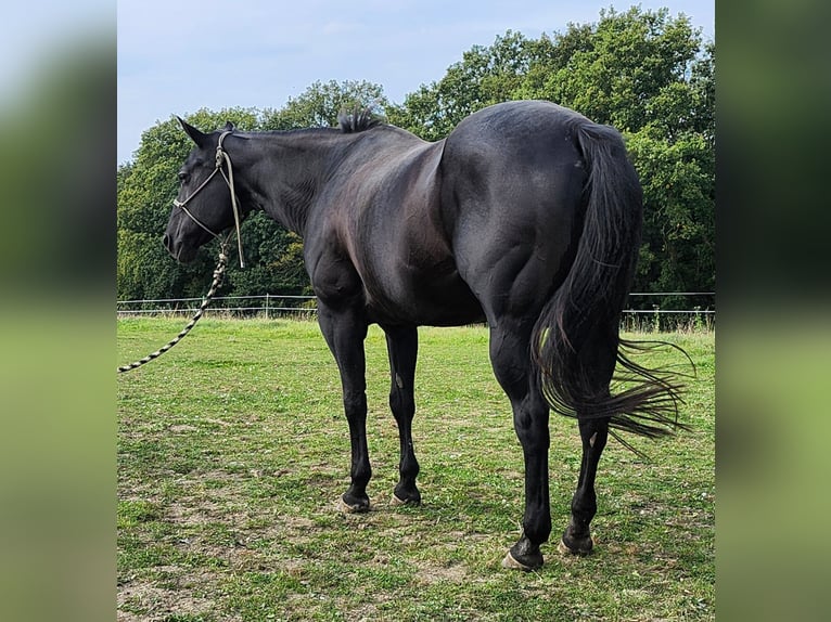 American Quarter Horse Klacz 21 lat 154 cm Kara in Echternacherbrück