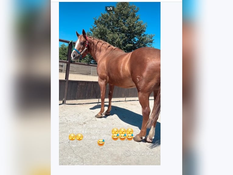 American Quarter Horse Klacz 22 lat 155 cm Kasztanowata in stigliano