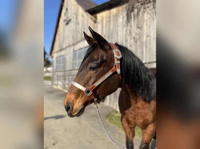 American Quarter Horse Klacz 24 lat Gniada in Hart bei Graz