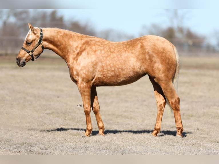 American Quarter Horse Klacz 2 lat 137 cm Izabelowata in Whitesboro