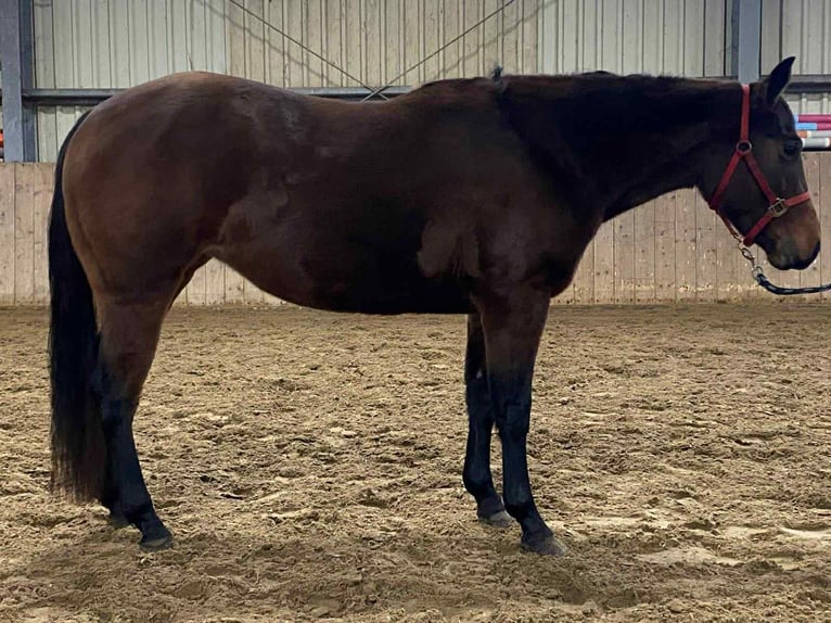 American Quarter Horse Klacz 2 lat 140 cm Gniada in Duvensee