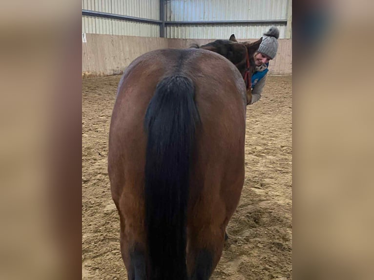 American Quarter Horse Klacz 2 lat 140 cm Gniada in Duvensee
