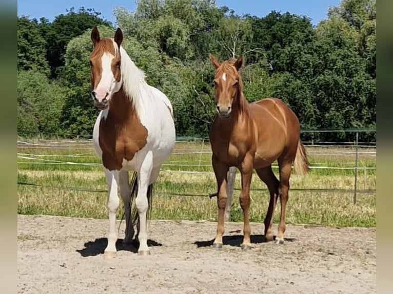 American Quarter Horse Mix Klacz 2 lat 140 cm Kasztanowata in Rietberg