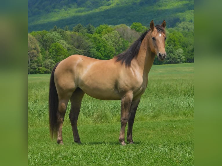 American Quarter Horse Klacz 2 lat 142 cm Bułana in Hustontown