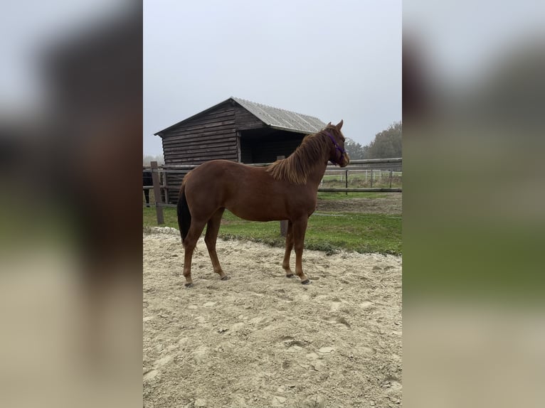 American Quarter Horse Klacz 2 lat 142 cm Ciemnokasztanowata in Delmenhorst