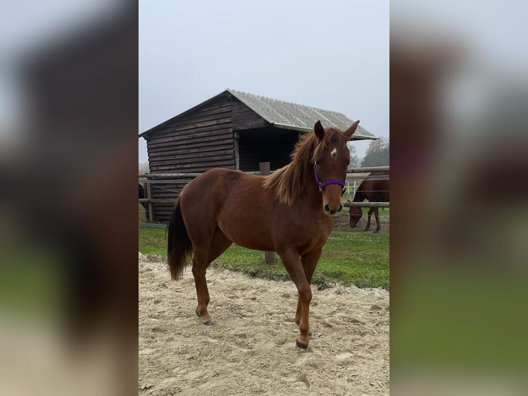 American Quarter Horse Klacz 2 lat 142 cm Ciemnokasztanowata in Delmenhorst