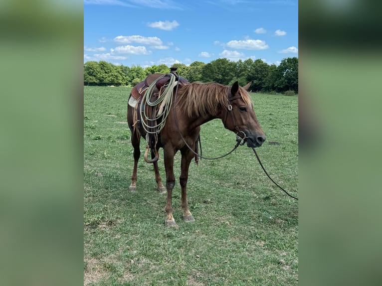 American Quarter Horse Klacz 2 lat 142 cm Ciemnokasztanowata in Monett