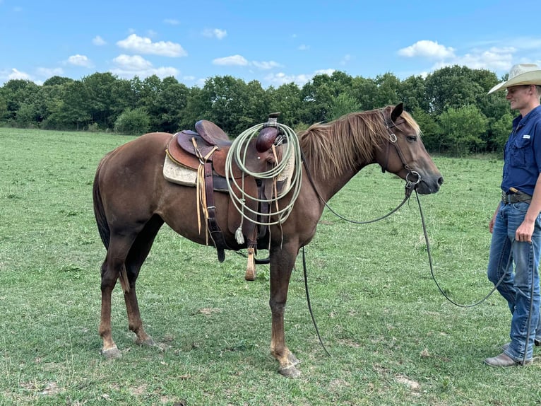 American Quarter Horse Klacz 2 lat 142 cm Ciemnokasztanowata in Monett