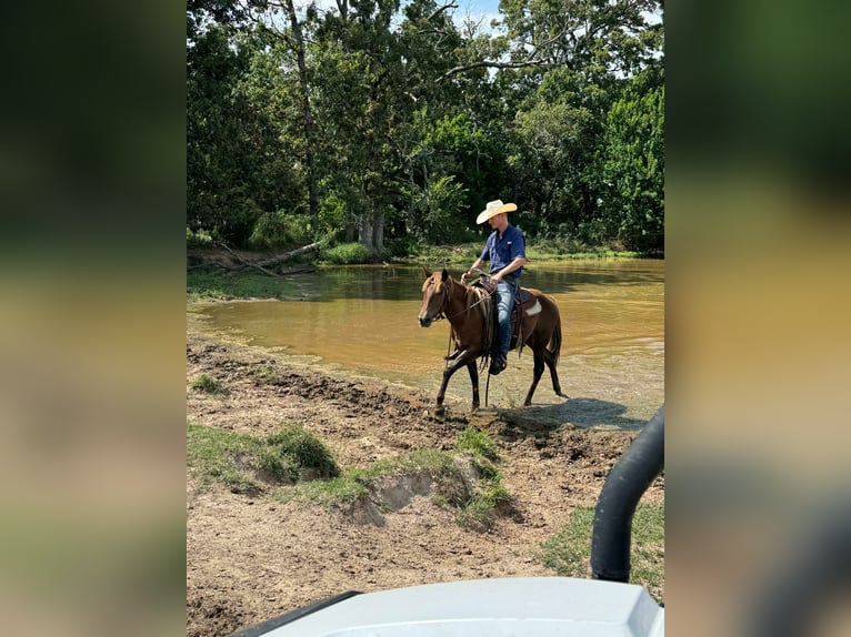 American Quarter Horse Klacz 2 lat 142 cm Ciemnokasztanowata in Monett