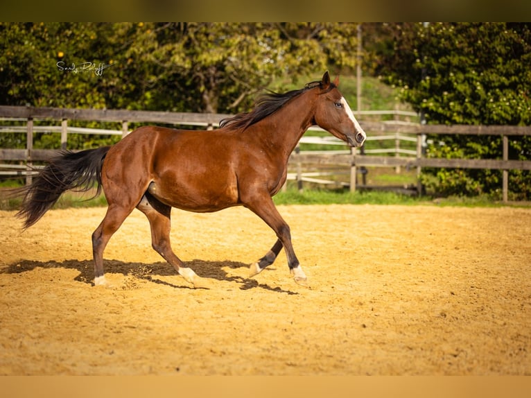 American Quarter Horse Klacz 2 lat 142 cm Gniada in Waldshut-Tiengen