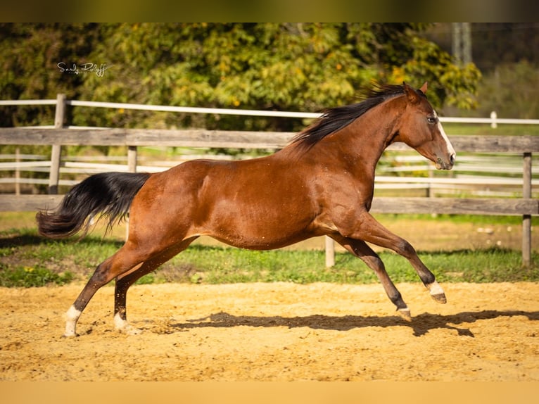 American Quarter Horse Klacz 2 lat 142 cm Gniada in Waldshut-Tiengen