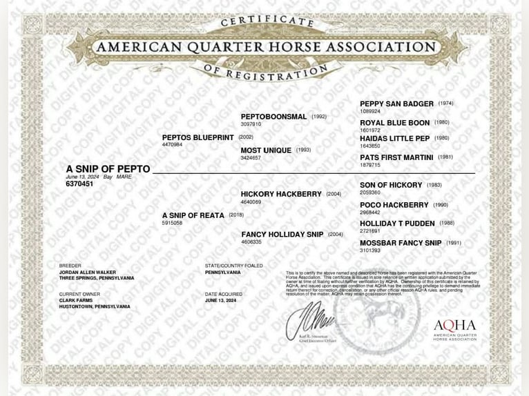 American Quarter Horse Klacz 2 lat 142 cm Gniada in Hustontown